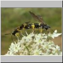 Tenthredo amoena - Blattwespe 05.jpg